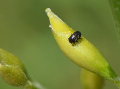 Meligethinae